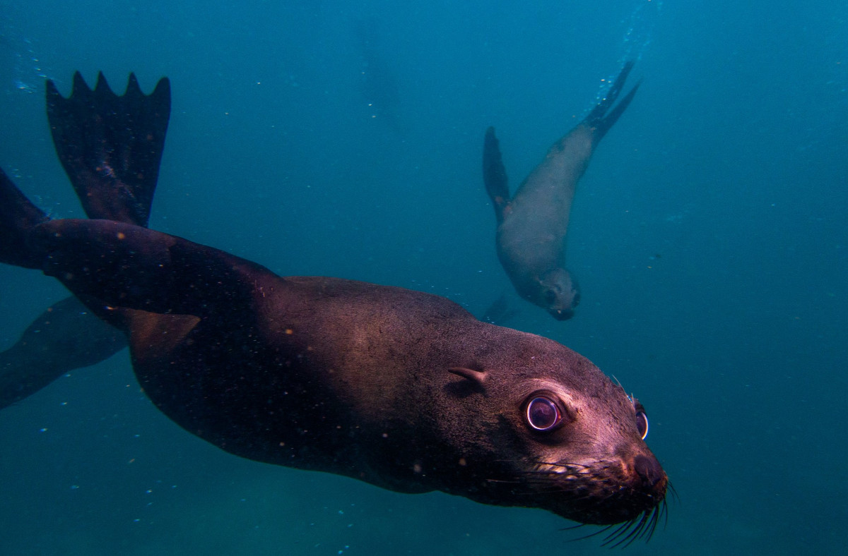Cape Fur Seal