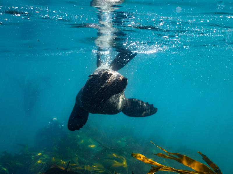 Cape Fur Seal