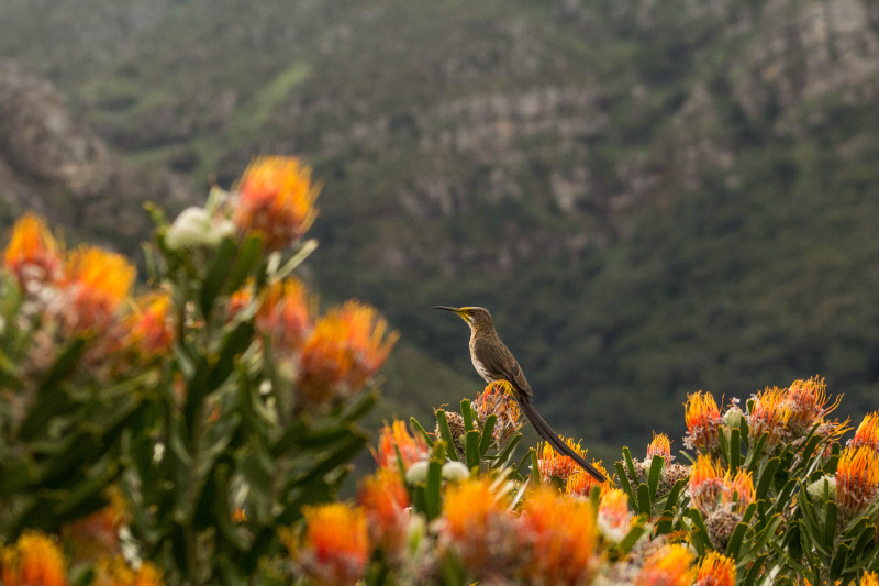 kirstenbosch gardens