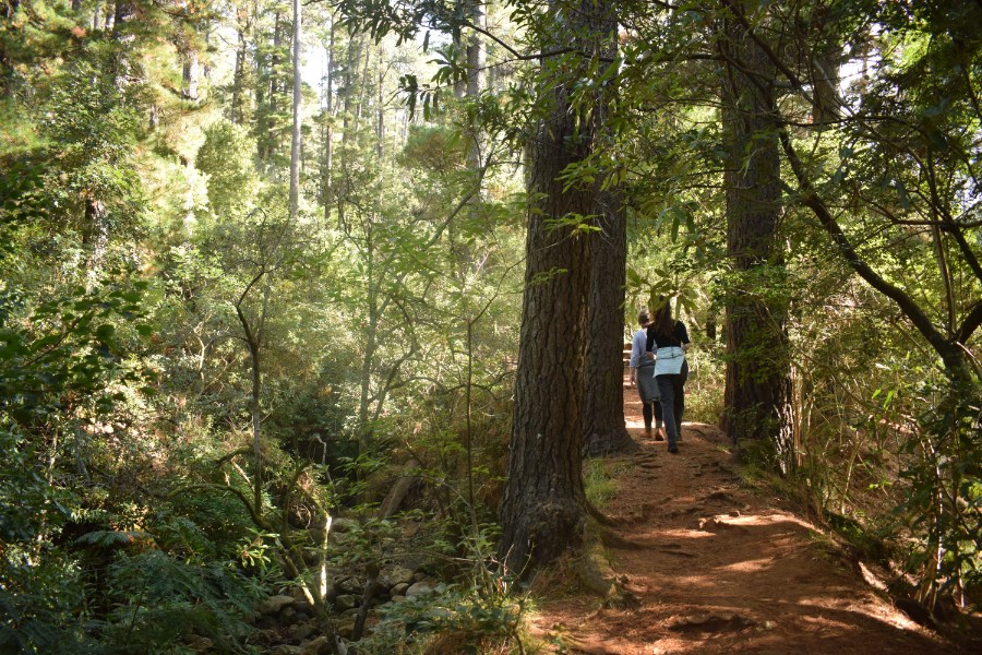 exploring newlands forest