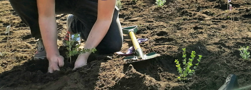 planting your fynbos garden
