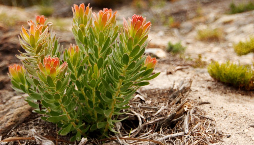 growing a fynbos garden