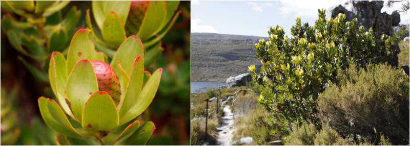 Peninsula Conebush