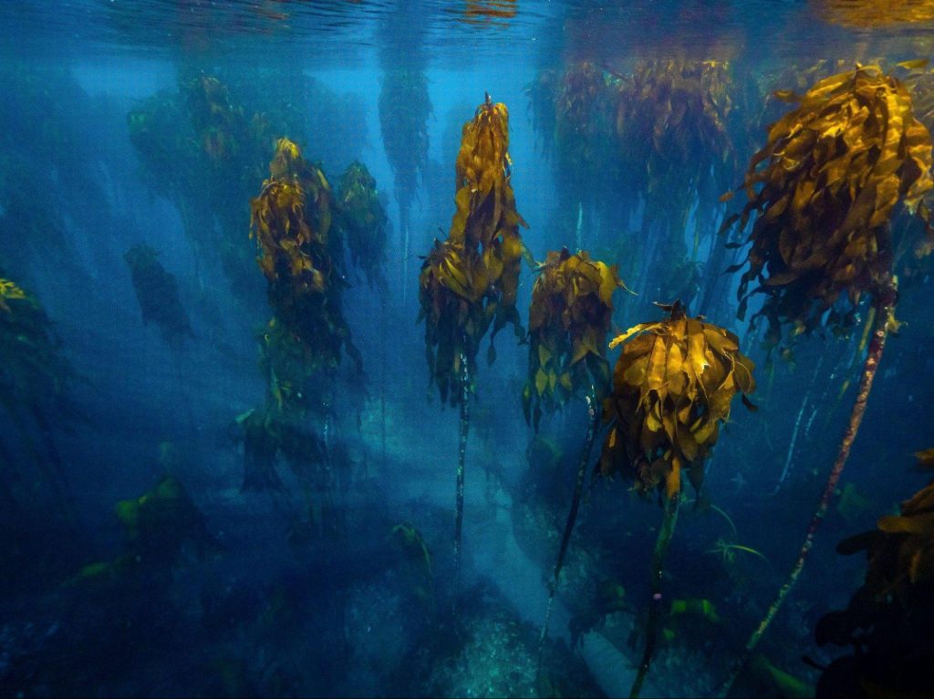 kelp forest