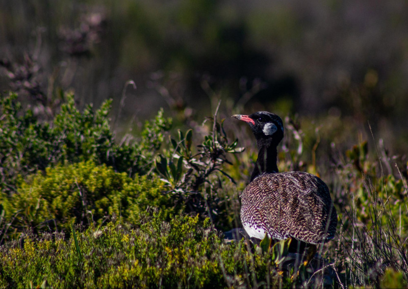 Southern Black Korhaan
