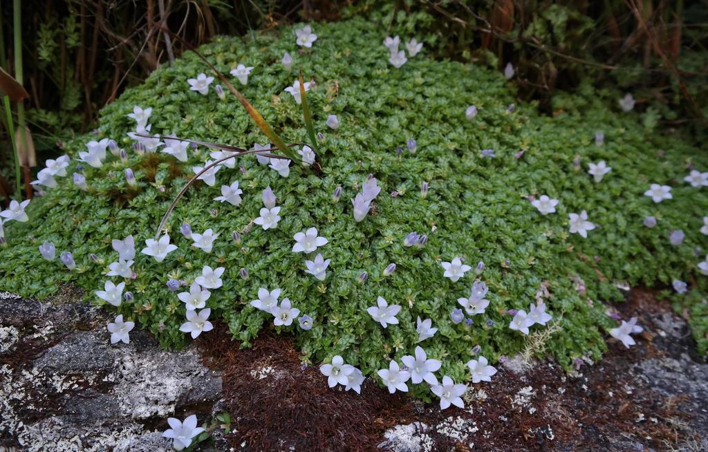 Mossy Bell
