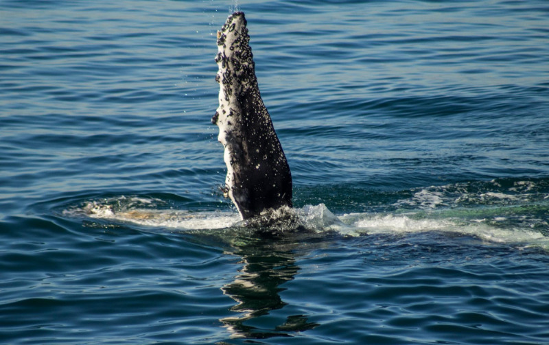 fin of a whale