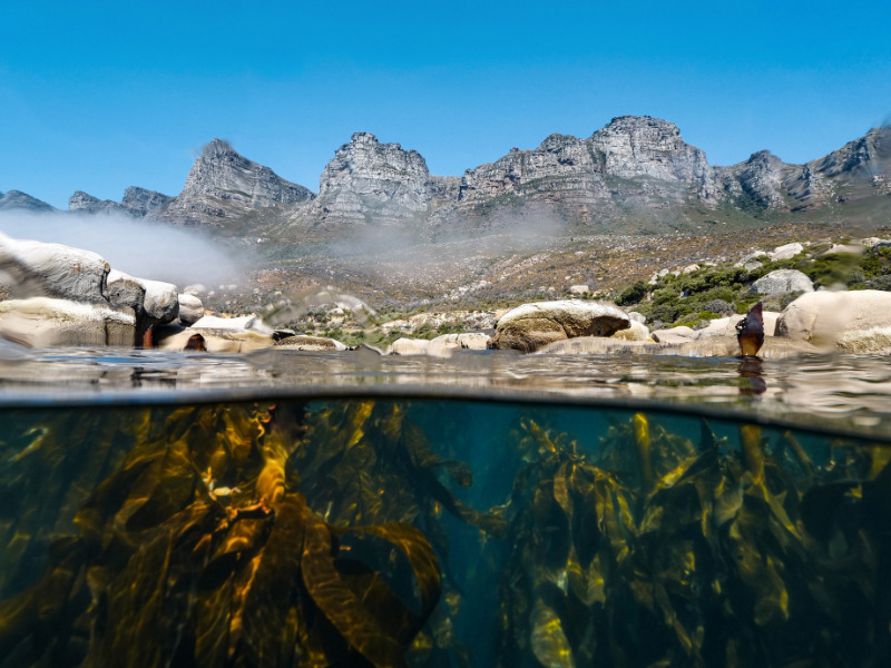 Kelp Forest