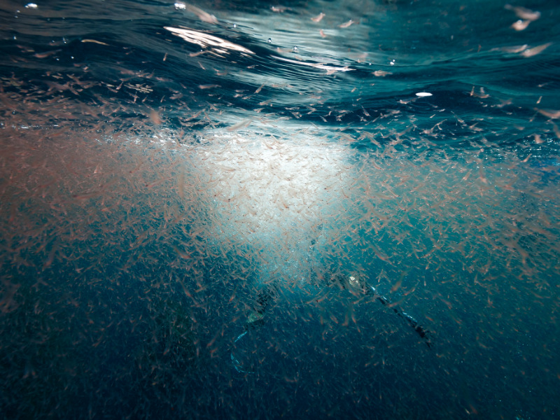 Krill
