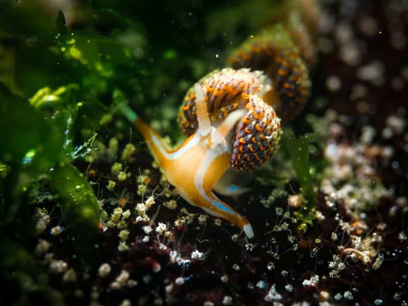 Nudibranch