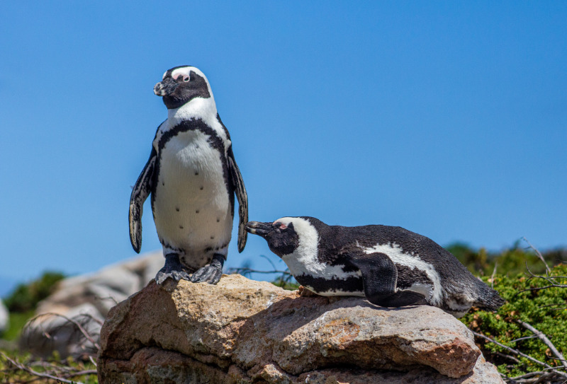 penguins cape town