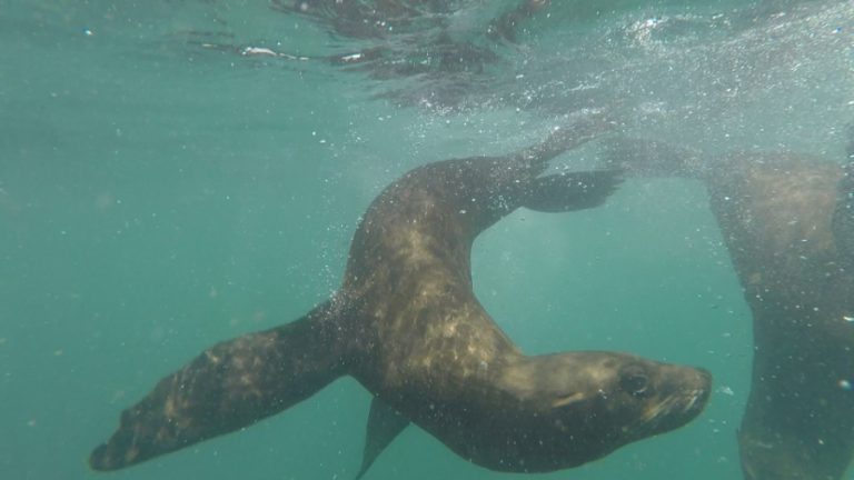 seal snorkelling in Hout Bay