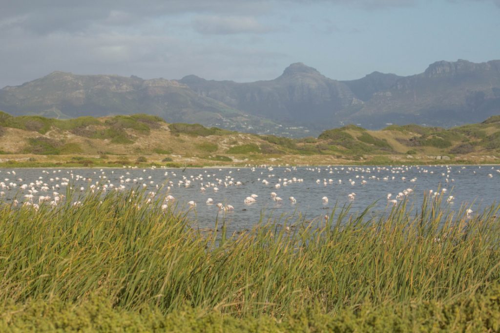 Strandfontein bird watching