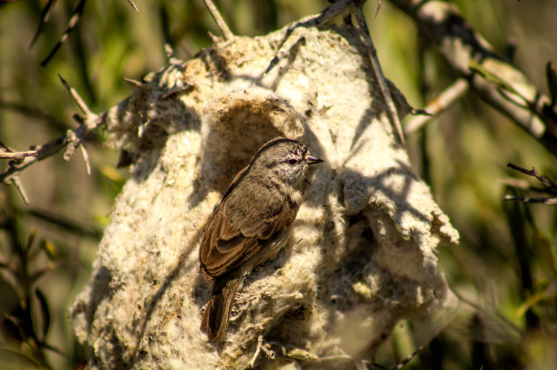 A Cape Penduline Tit visiting its nest