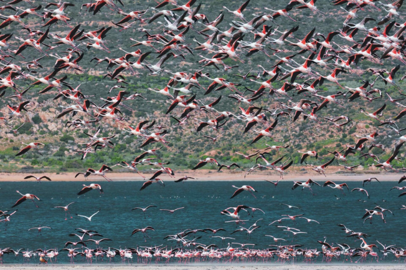 greater flamingos flying in the West Coast